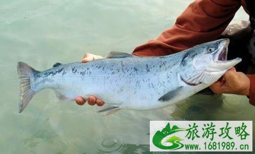海鱼和淡水鱼的区别 海鱼和淡水鱼的区别