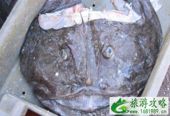 海鱼和淡水鱼的区别 海鱼和淡水鱼的区别