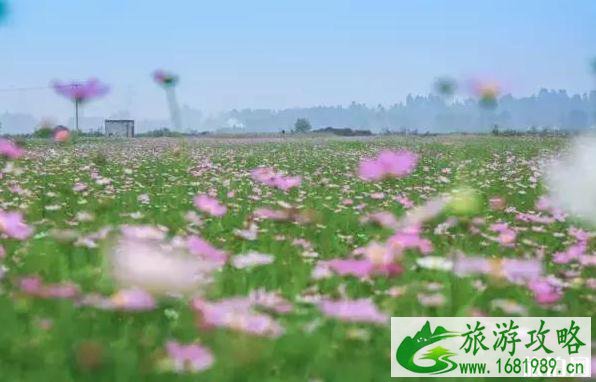 成都温江周边赏花地点推荐2022