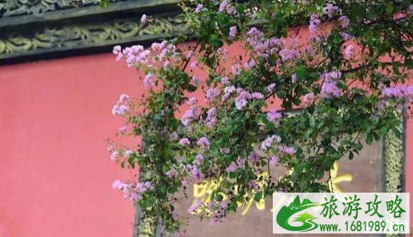 成都温江周边赏花地点推荐2022