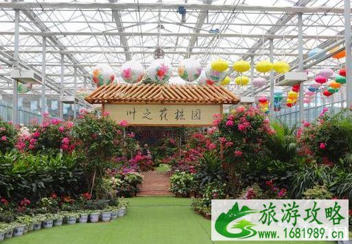 湖北赏花的地方 黄冈英山菊花展 湖北赏花的地方 黄冈英山菊花展