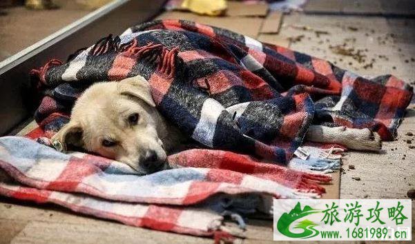 爱猫之城伊斯坦布尔介绍
