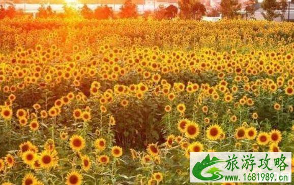 上海哪里有向日葵花海 2022上海向日葵花期+地址+交通 上海哪里有向日葵花海 2022上海向日葵花期+地址+交通