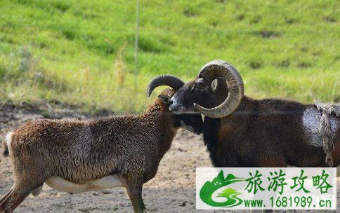 北京野生动物园营业时间