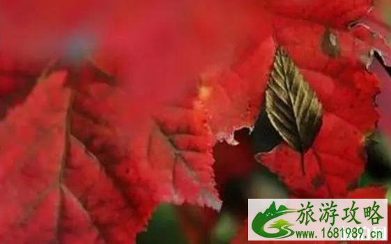 河北哪里可以赏红叶 赏红叶哪里最好的地方 河北哪里可以赏红叶 赏红叶哪里最好的地方