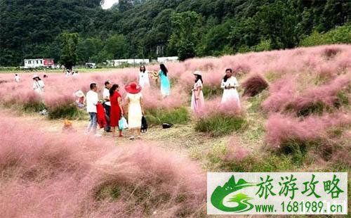 黔南粉黛乱子草在哪里 长顺县神泉谷风景区介绍