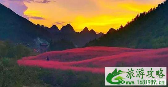 黔南粉黛乱子草在哪里 长顺县神泉谷风景区介绍 黔南粉黛乱子草在哪里 长顺县神泉谷风景区介绍