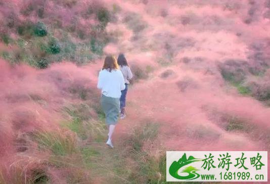 重庆紫云秘境花海景区什么时候开园 紫云秘境花海景区在哪 粉黛乱子草花期是什么时候