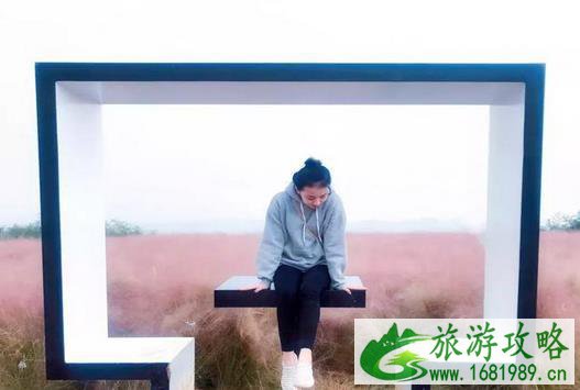 重庆紫云秘境花海景区什么时候开园 紫云秘境花海景区在哪 粉黛乱子草花期是什么时候