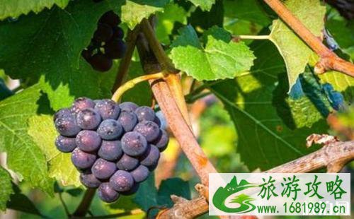 北京9月采摘什么水果 北京采摘园哪里好 北京9月采摘什么水果 北京采摘园哪里好