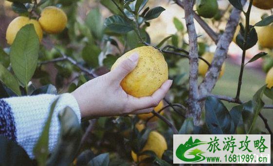 北京9月采摘什么水果 北京采摘园哪里好 北京9月采摘什么水果 北京采摘园哪里好
