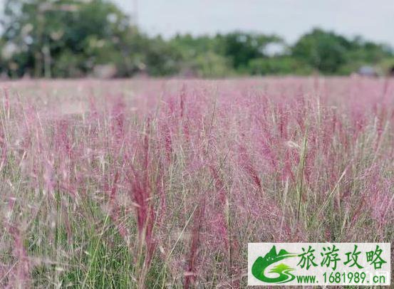 南京粉黛乱子草哪里可以见到 南京粉黛乱子草哪里可以见到