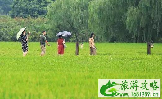 南京粉黛乱子草哪里可以见到 南京粉黛乱子草哪里可以见到