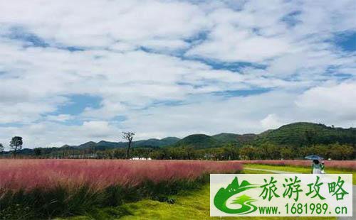 安顺粉黛乱子草在哪可以看见