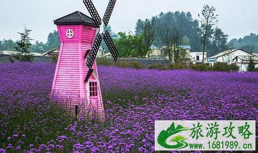 安顺粉黛乱子草在哪可以看见