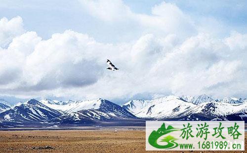 去西藏有高原反应怎么办 去西藏有高原反应怎么处理