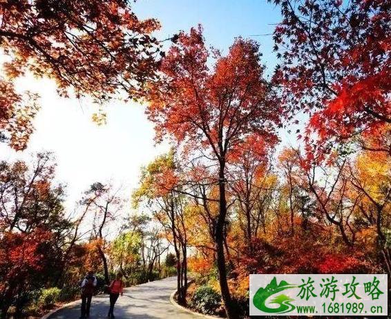 国内枫叶哪里最好看 国内枫叶哪里最好看