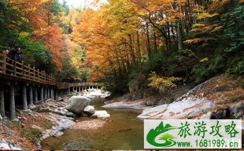 光雾山红叶红了吗 2022光雾山红叶最佳时间+交通 光雾山红叶红了吗 2022光雾山红叶最佳时间+交通