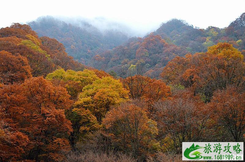 光雾山红叶红了吗 2022光雾山红叶最佳时间+交通 光雾山红叶红了吗 2022光雾山红叶最佳时间+交通