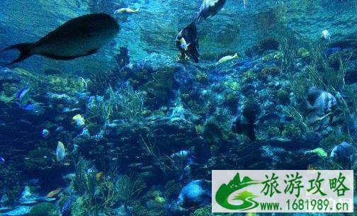 2022武汉海昌极地海洋公园七周年有什么活动 2022武汉海昌极地海洋公园七周年有什么活动