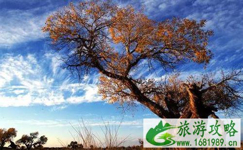 新疆秋天美景图片 新疆秋天哪里最美