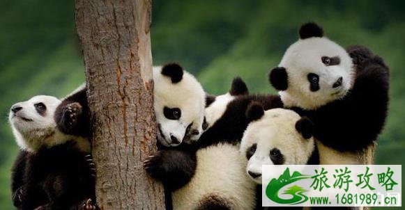 两个人去成都要花多少钱 谈谈经验 两个人去成都要花多少钱 谈谈经验