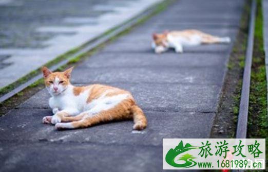 如何带宠物旅游 带宠物旅游攻略 如何带宠物旅游 带宠物旅游攻略