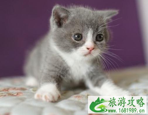 如何带宠物旅游 带宠物旅游攻略 如何带宠物旅游 带宠物旅游攻略