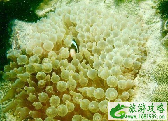 惠州三门岛度假村好玩吗 惠州三门岛度假村好玩吗