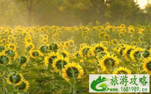 2022上海向日葵在哪能够看见 向日葵花期是多少