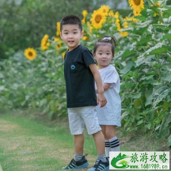 2022上海向日葵在哪能够看见 向日葵花期是多少 2022上海向日葵在哪能够看见 向日葵花期是多少
