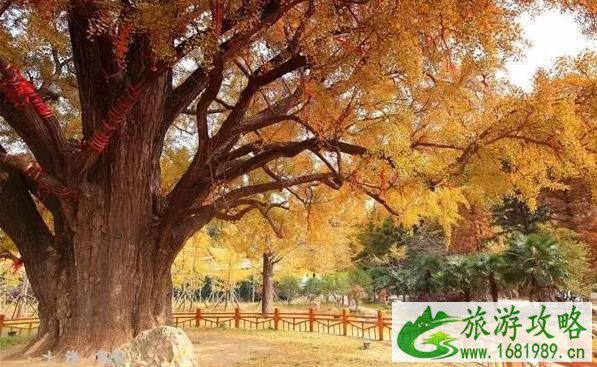 秋天去哪里玩最好 秋天旅游景点推荐 秋天去哪里玩最好 秋天旅游景点推荐