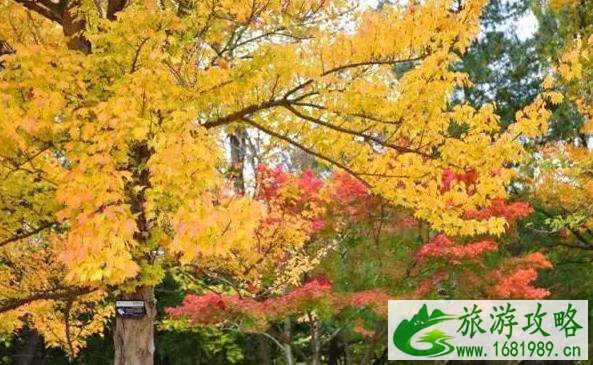 秋天去哪里玩最好 秋天旅游景点推荐 秋天去哪里玩最好 秋天旅游景点推荐