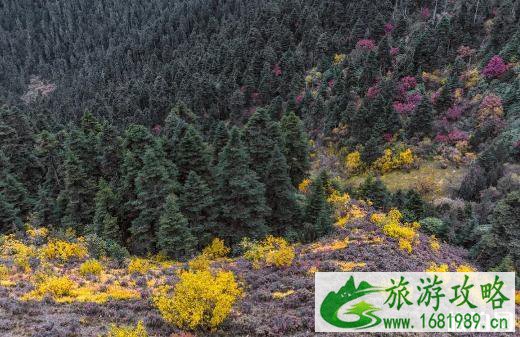 秋天林芝旅游景点推荐
