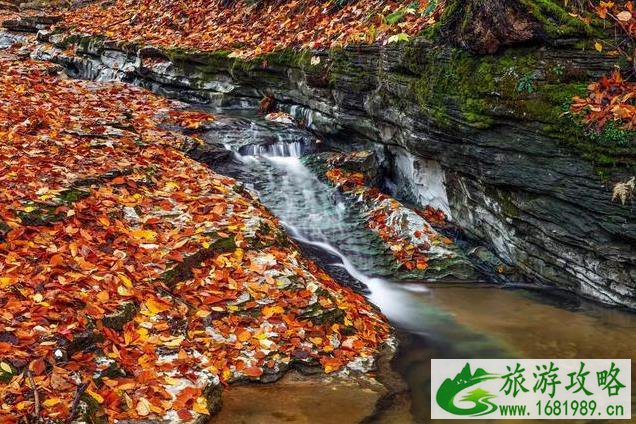 秋天怎么拍红叶比较好看 秋天怎么拍红叶比较好看