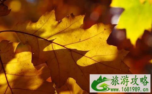 秋天怎么拍红叶比较好看 秋天怎么拍红叶比较好看