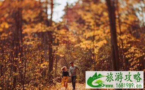 多伦多枫叶什么时间 多伦多秋天景点推荐