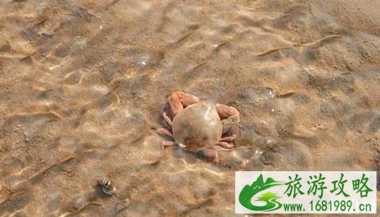 河北螃蟹哪里最好