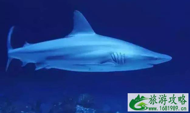 2022上海海昌海洋公园攻略(开业时间+门票价格+交通指南) 2022上海海昌海洋公园攻略(开业时间+门票价格+交通指南)