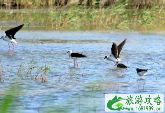 南大港湿地门票多少钱 南大港湿地有什么好玩的 好吃的 南大港湿地门票多少钱 南大港湿地有什么好玩的 好吃的