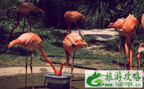 2022深圳动物园教师节有什么优惠活动 2022深圳动物园教师节有什么优惠活动