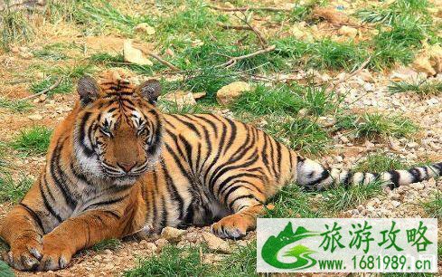 2022深圳动物园教师节有什么优惠活动 2022深圳动物园教师节有什么优惠活动