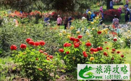 2022北京植物园月季文化节门票价格 2022北京植物园月季文化节门票价格