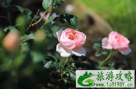 2022北京植物园月季文化节门票价格 2022北京植物园月季文化节门票价格