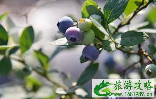 2022金堂土桥蓝莓旅游节有什么活动 2022金堂土桥蓝莓旅游节有什么活动