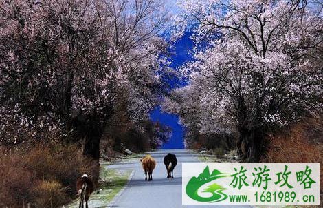 六月份去哪里旅游最合适 六月份去哪里旅游最合适