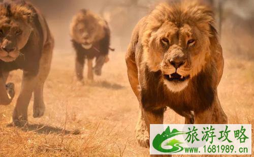 津巴布韦旅游景点介绍+旅游攻略2022