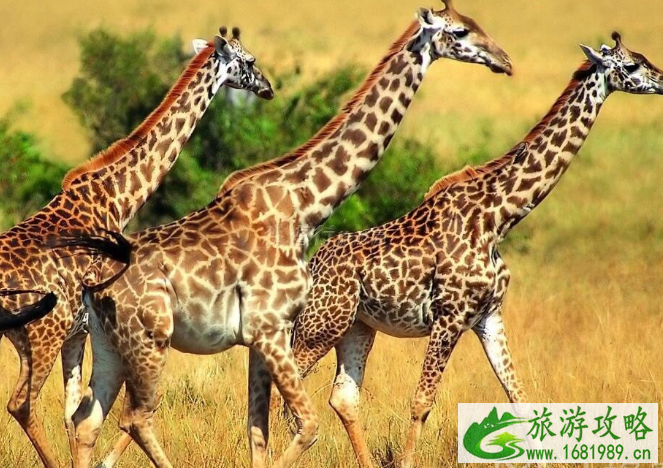 肯尼亚旅行社怎么样 肯尼亚旅行社怎么选择 肯尼亚旅行社怎么样 肯尼亚旅行社怎么选择