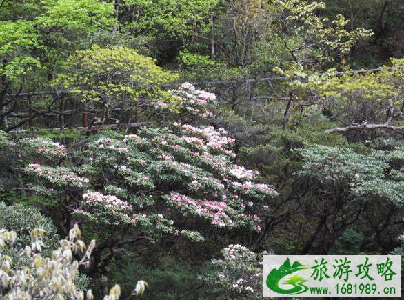 三清山旅游线路图 三清山旅游地图 三清山旅游线路图 三清山旅游地图