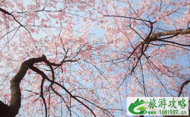 杭州植物园开放时间 杭州植物园开门时间 杭州植物园开放时间 杭州植物园开门时间